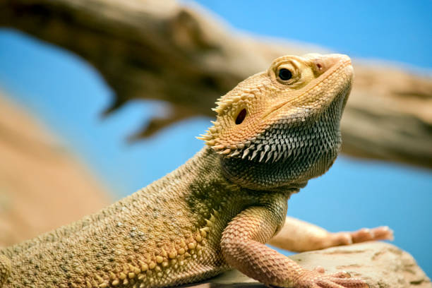 this is a side view of a central bearded dragon