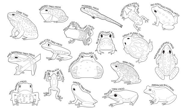 ilustraciones, imágenes clip art, dibujos animados e iconos de stock de frog set varios tipos identificar cartoon vector blanco y negro - rana toro americana