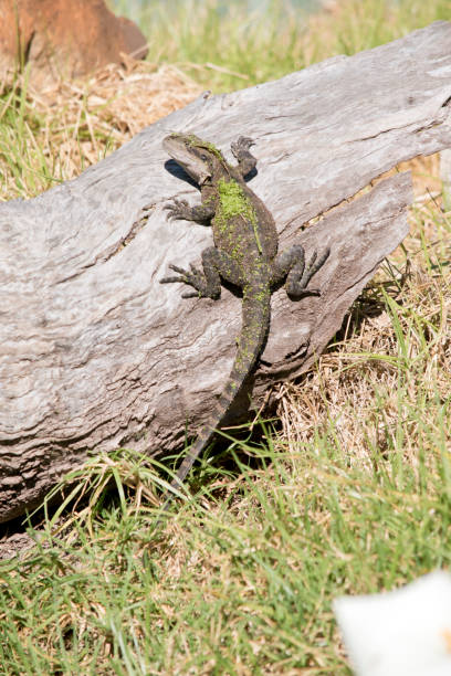 istock the water dragon is covered in moss 1353709685