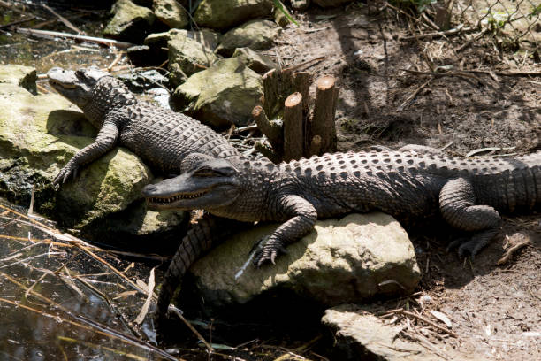 istock the two alligators are resting on rocks 1353709762