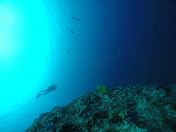 istock Scuba diving at Blue corner in Palau 1353711185