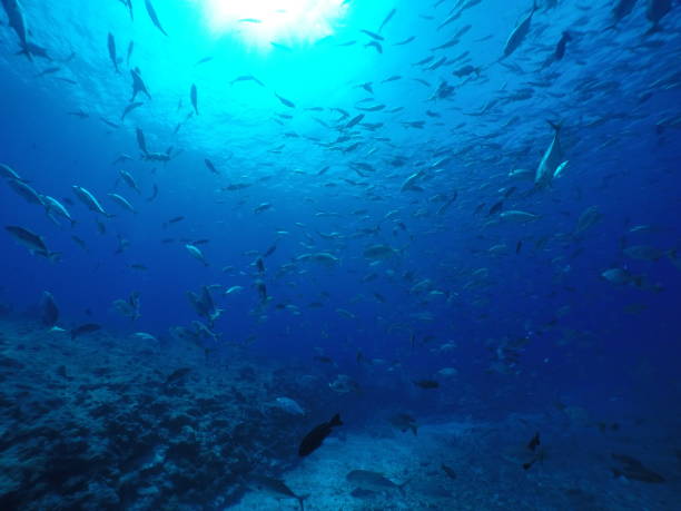 istock Scuba diving at Blue corner in Palau 1353711186