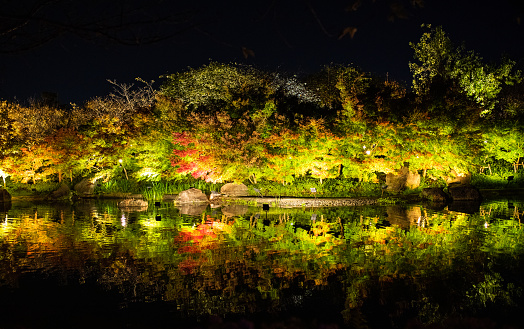 Autumn Maple and other trees illuminated at night and reflecting on a river surface.