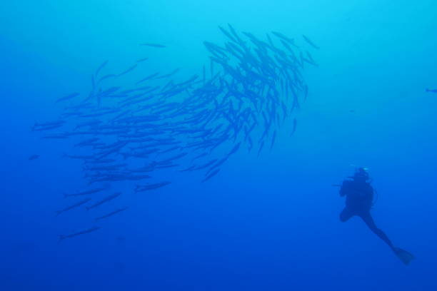 istock Scuba diving at Blue corner in Palau 1353711462