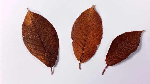 istock Dry fallen brown-red autumn apple tree leaf. A falling apple tree leaf isolated on a white background. Isolated apple leaf. 1353712256