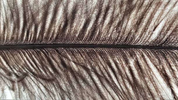 istock Single ostrich feather on white background. Soft bird feather texture 1353712260