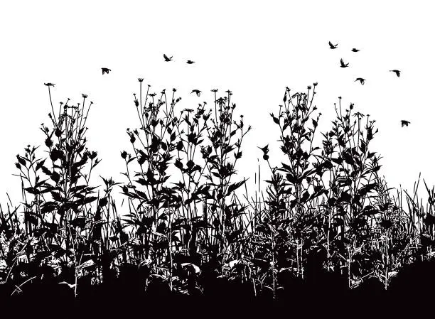 Vector illustration of Wildflowers and birds