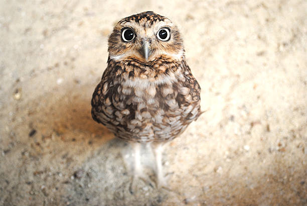 Curious burrowing owl with big eyes staring at the camera stock photo