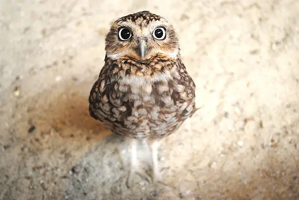 Photo of Curious burrowing owl with big eyes staring at the camera