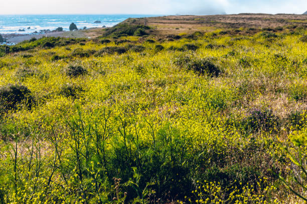 ロストコースト、カリフォルニア州北部。 - humboldt county california coastline island ストックフォトと画像