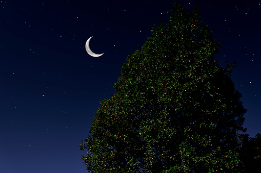 Crescent moon rising over the single tree with copy space, and lots of stars.