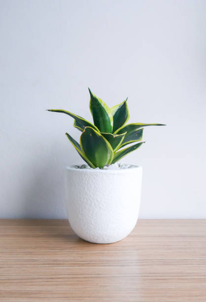 istock Plant Sansevieria in the white ceramic pots on the wooden table. 1353718536