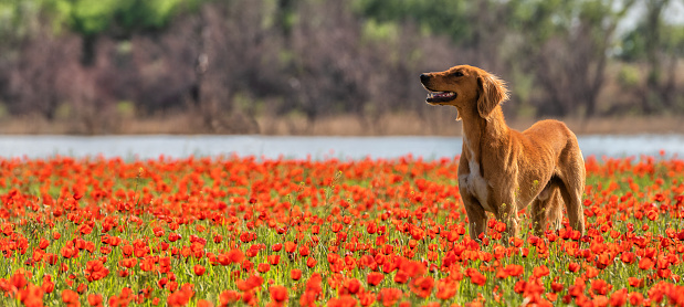 Kazakh greyhound (Tazy) on a poppy field on a spring day