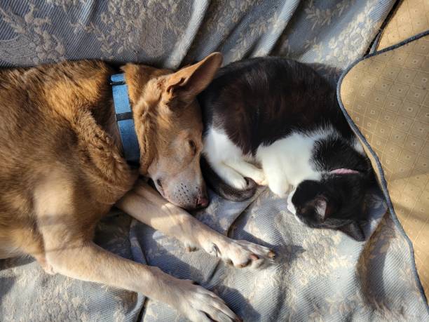 Dog and cat, napping on the couch