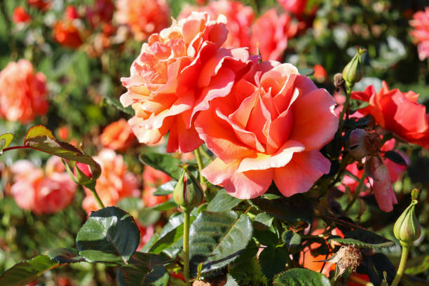 istock orange roses in the garden 1353721906