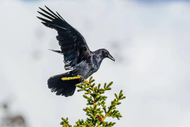 Photo of Common raven seen flying with blurred background