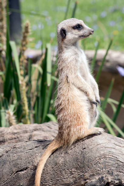 istock the meerkat is standing sentry looking out for preditors 1353723711