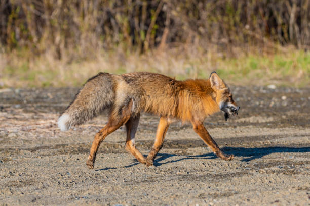 istock Side view of a wild red fox with bird in its mouth 1353723843