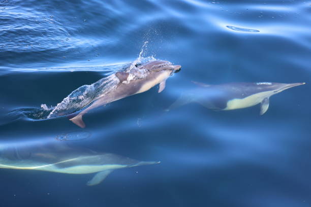 Common Dolphin stock photo