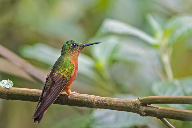 istock Chestnut-breasted Coronet - Boissonneaua matthewsii 1353725730