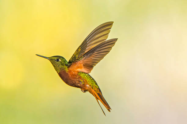 Chestnut-breasted Coronet - Boissonneaua matthewsii