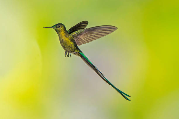 istock Long-tailed Sylph - Aglaiocercus kingi 1353725796