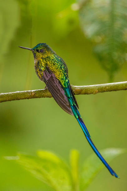 istock Long-tailed Sylph - Aglaiocercus kingi 1353725809
