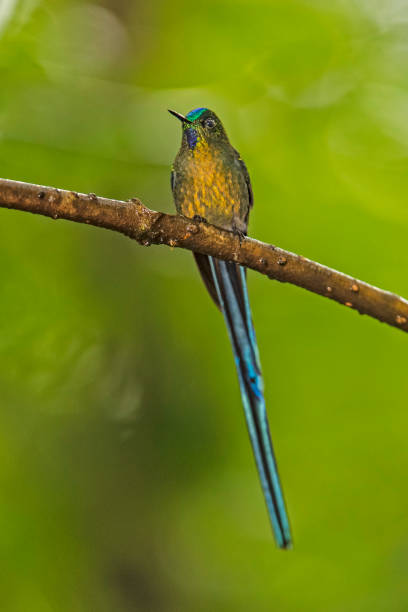 istock Long-tailed Sylph - Aglaiocercus kingi 1353725810