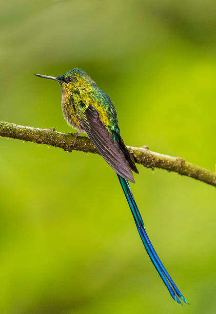 istock Long-tailed Sylph - Aglaiocercus kingi 1353725811