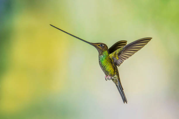 istock Sword-billed Hummingbird - Ensifera ensifera 1353725859