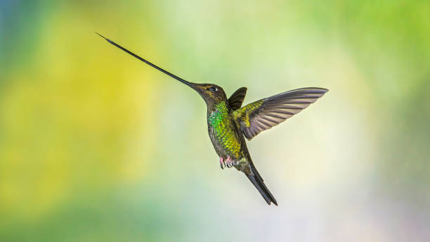 istock Sword-billed Hummingbird - Ensifera ensifera 1353725886