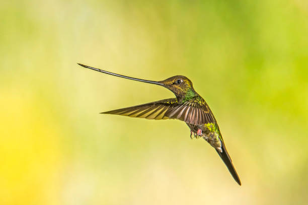 istock Sword-billed Hummingbird - Ensifera ensifera 1353725896