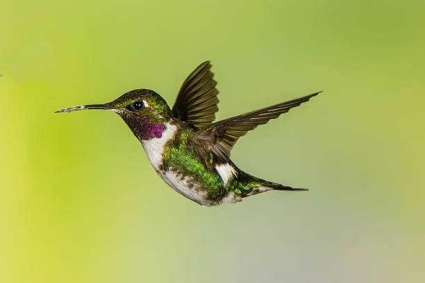 istock White-bellied Woodstar - Chaetocercus mulsant 1353725953