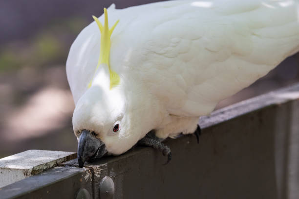 istock Sulphur-crested Cockatoo gnawing 1353725968