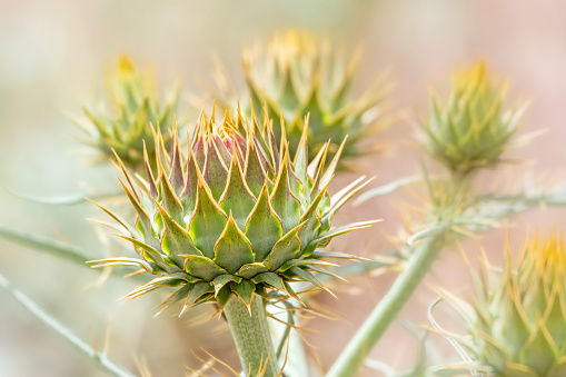 Close up of thistle flower heads prior to blooming