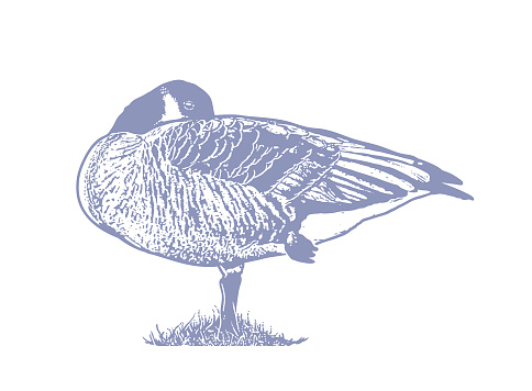 Line art vector of a Canada Goose sleeping and standing on one leg
