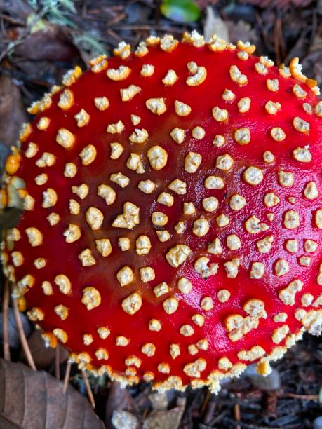 istock Fly agaric mushroom red growing in a forest. 1353726886