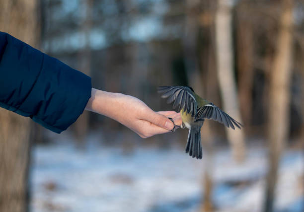 istock A beautiful tit (Parus major) pecks seeds from a person's hand 1353727965