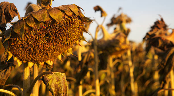 istock Sunflower after beauty in late sun light. 135372986