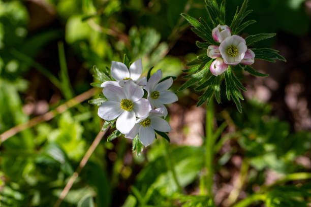 istock Anemonastrum narcissiflorum flower in mountains 1353730628