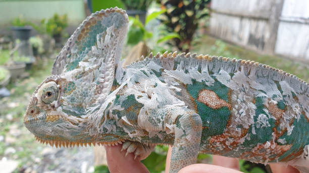 istock veiled chameleon beautiful unique reptile 1353730735