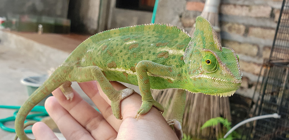 hands holding young green veild chameleon