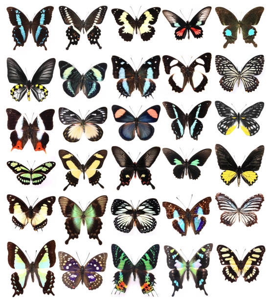 istock Very Many The butterflies 135373229