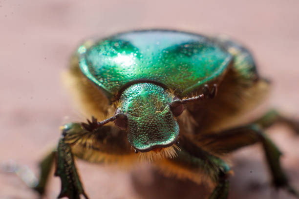 istock Portrait of a rose chafer 1353732533