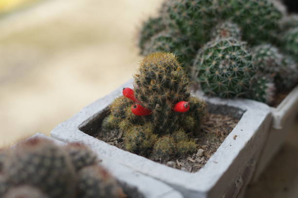 istock Flowers in house pots 1353732653