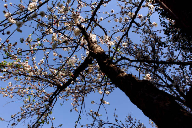 istock Apricot Tree with White Flowers. 1353734583