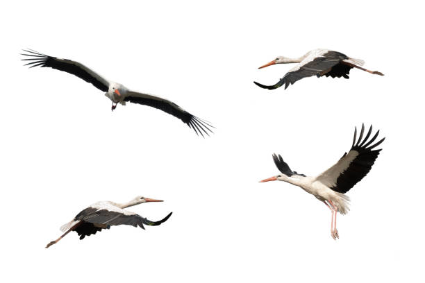 istock collage bird stork in flight isolated on white background 1353740720