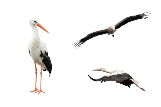 istock collage bird stork in flight isolated on white background 1353740721