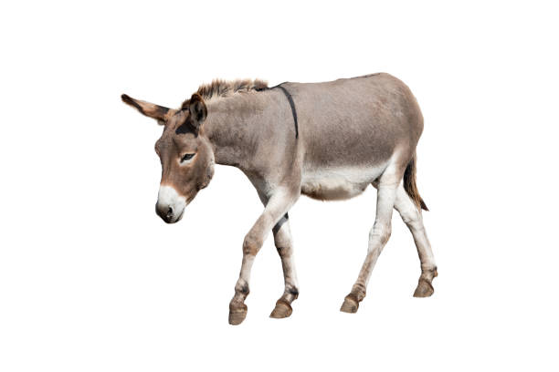 786 Big Donkey Pictures Stock Photos, Pictures & Royalty-Free Images - iStock 786 Big Donkey Pictures Stock Photos, Pictures & Royalty-Free Images - iStock