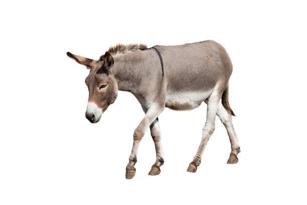 running donkey isolated on white background - åsnedjur bildbanksfoton och bilder